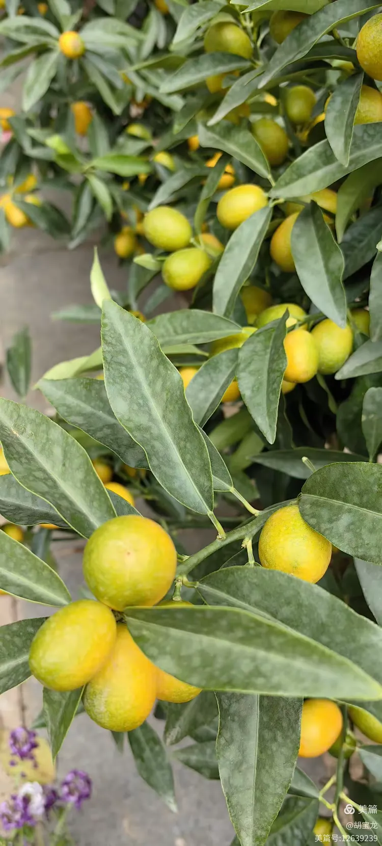 金黄硕果缀芳丛